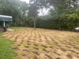 Freshly backfilled and graded yard after partial pool removal, with new sod patches laid in a grid pattern across restored lawn in DFW