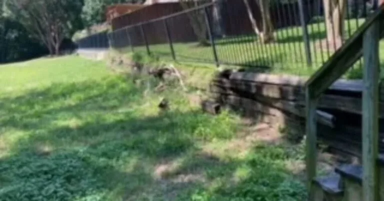 Deteriorating railroad cross-tie retaining wall along a sloped backyard in Coppell TX, showing rotting timbers and erosion before replacement with Milsap stone