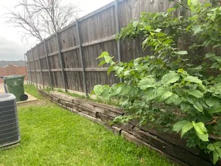 Railroad tie retaining wall buried in vine growth along a Garland fence line before replacement
